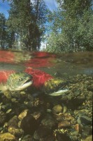Horsefly River Roundtable