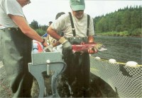 Horsefly River Roundtable