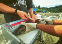 Horsefly River Roundtable